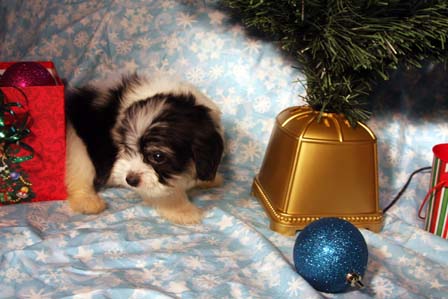 havanese-puppies
